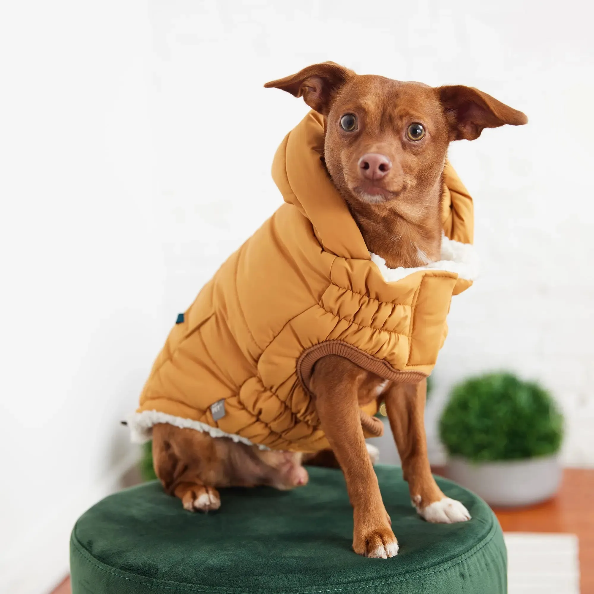 The Puff Dog Parka | Yellow